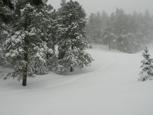 Snow-covered trees and fresh snow blanket a quiet winter landscape.