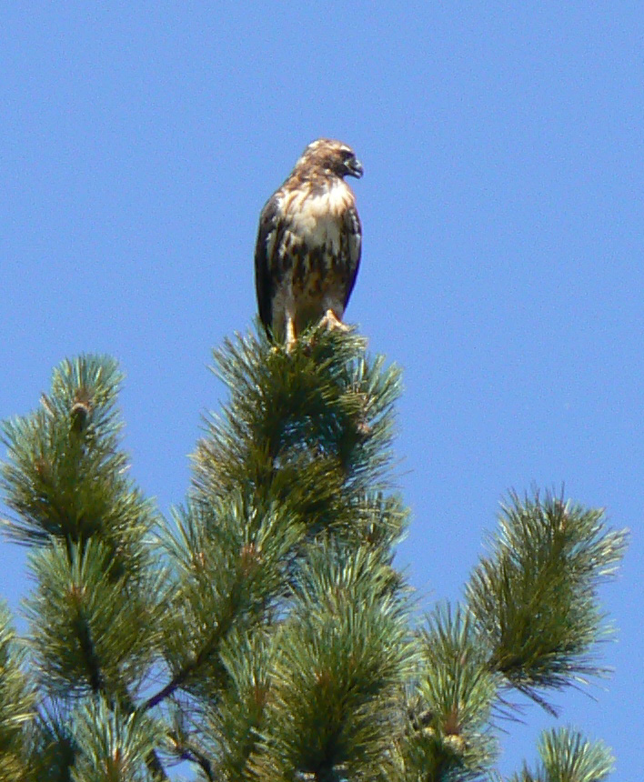 A hawk perched atop a pine tree against a clear blue sky.